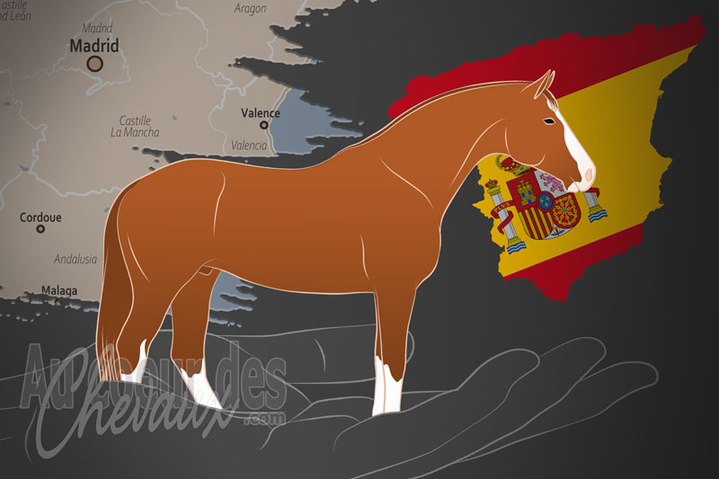 L'Association Nationale des �leveurs du Cheval de Sport Espagnol, un organisme de gestion du cheval de sport espagnol en espagne