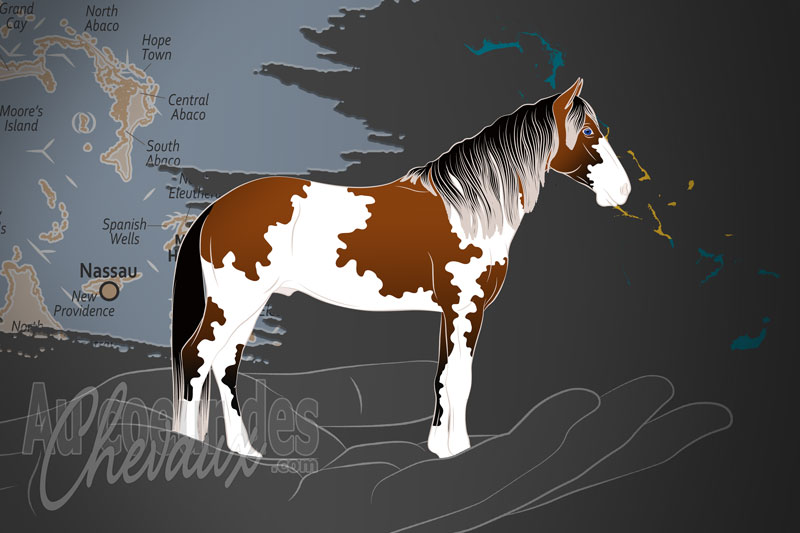 L'Association du Cheval de l'�le d'Abaco, une organisation qui g�re le cheval d'abaco aux bahamas