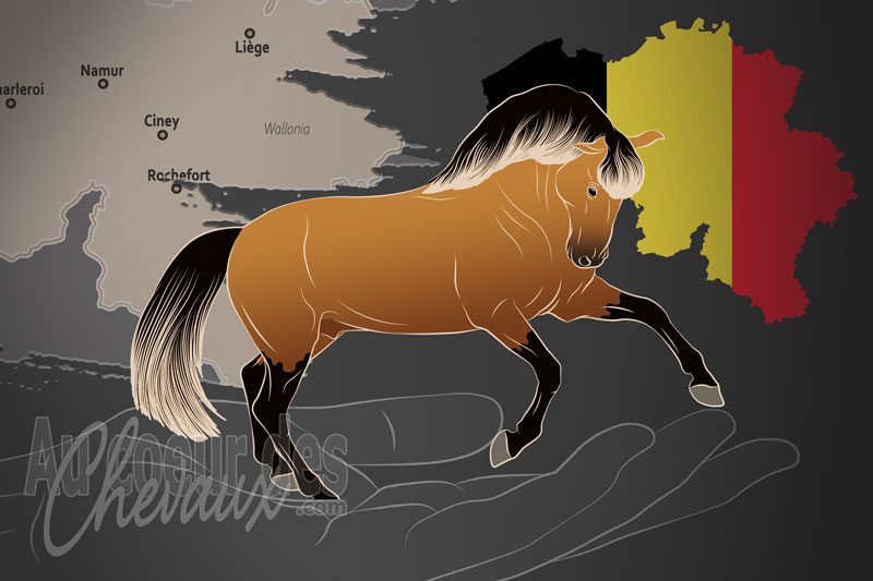L'Association Belge des �leveurs de Chevaux Lusitaniens, un organisme de gestion du lusitanien en belgique