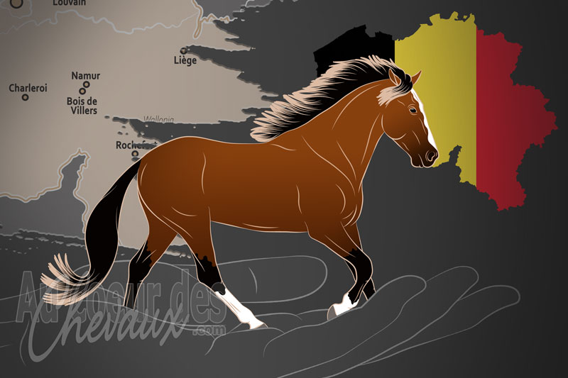 L'Association Belge du Cheval Barbe, une organisation qui g�re le cheval barbe en belgique
