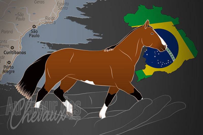 L'Association Br�silienne des �leveurs de Chevaux Campeiro, un organisme de gestion du campeiro au br�sil