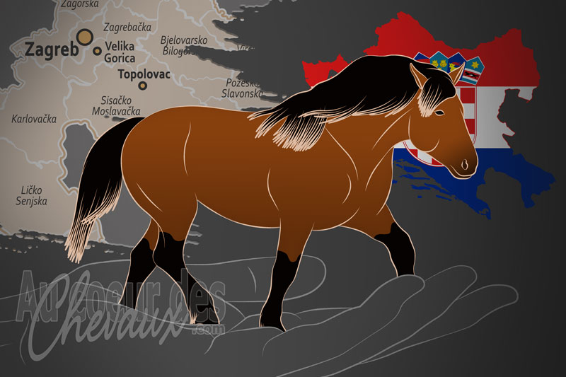 L'Association Centrale des �leveurs de Chevaux Croatian Posavina un organisme de race en Croatie