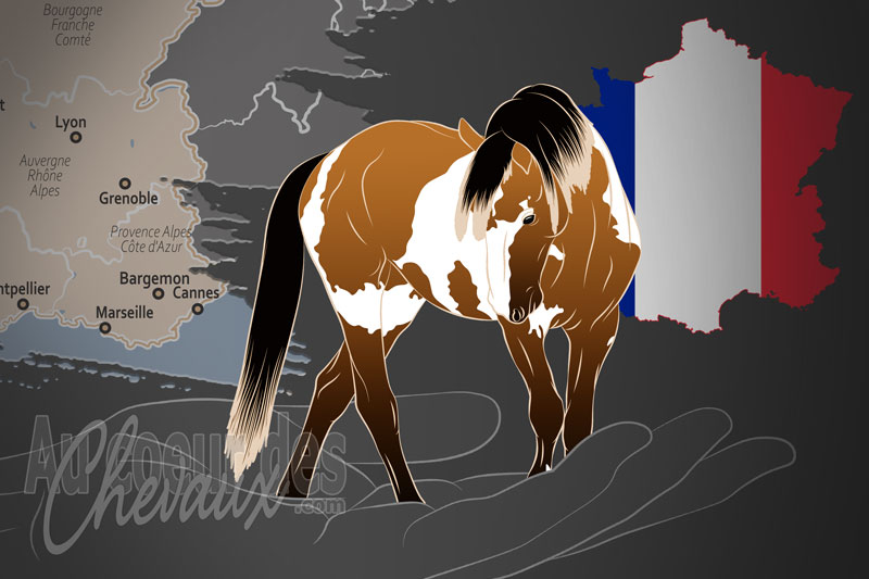 L'Association Fran�aise des Chevaux Mustang, un organisme de gestion de race de chevaux en France