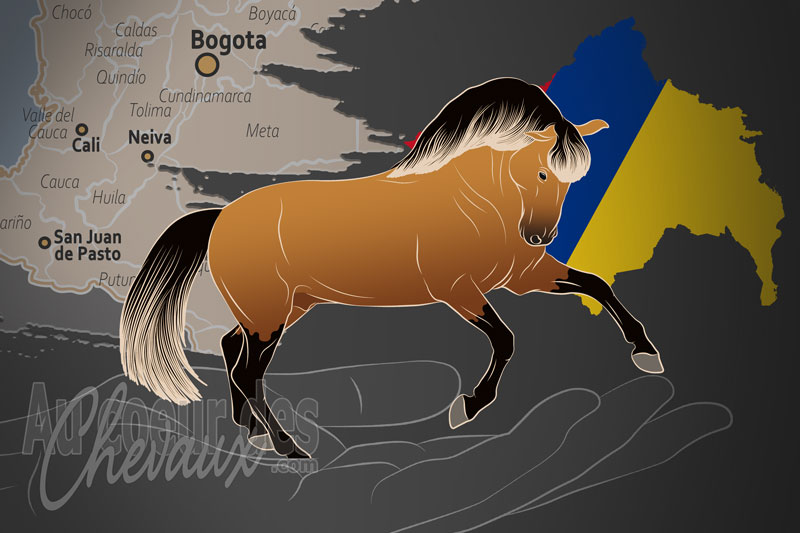L'Association Colombienne des �leveurs de Chevaux Lusitaniens de Race Pure, un organisme de gestion du lusitanien en colombie
