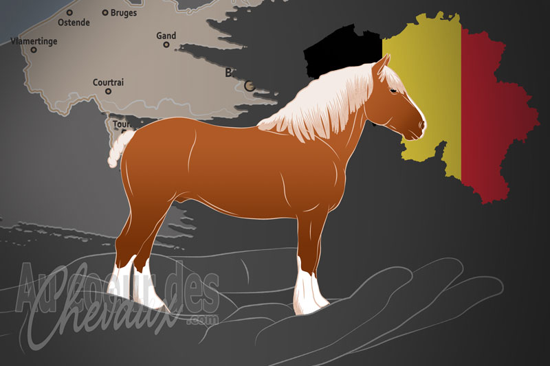 L'Association d'�leveurs � Le Cheval Flamand �, un organisme de gestion du flamand en belgique