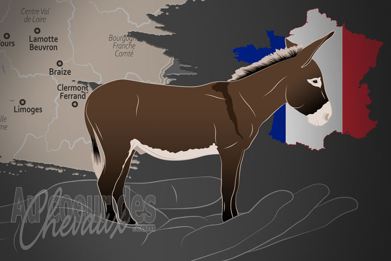 L'Association de l'�ne Bourbonnais un organisme de race en France