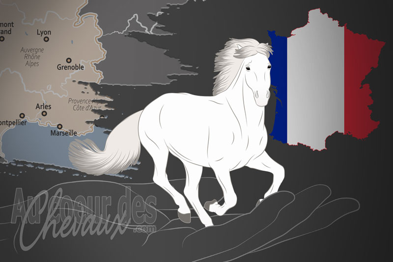 L'Association des �leveurs de Chevaux de Race Camargue, une organisation qui g�re le cheval camargue en france