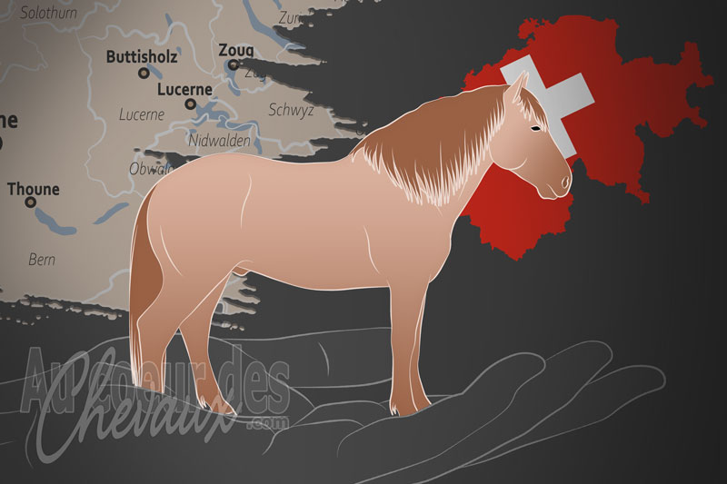 L'Association des �leveurs des Chevaux Burgdorfer, un organisme de gestion du burgdorfer en suisse
