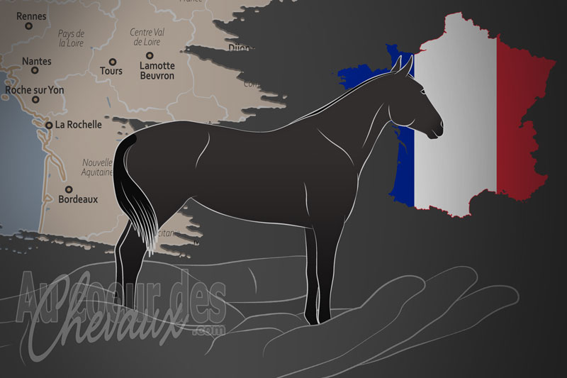 L'Association des �leveurs du Terroir Vend�en, une organisation qui g�re le cheval charentais en france