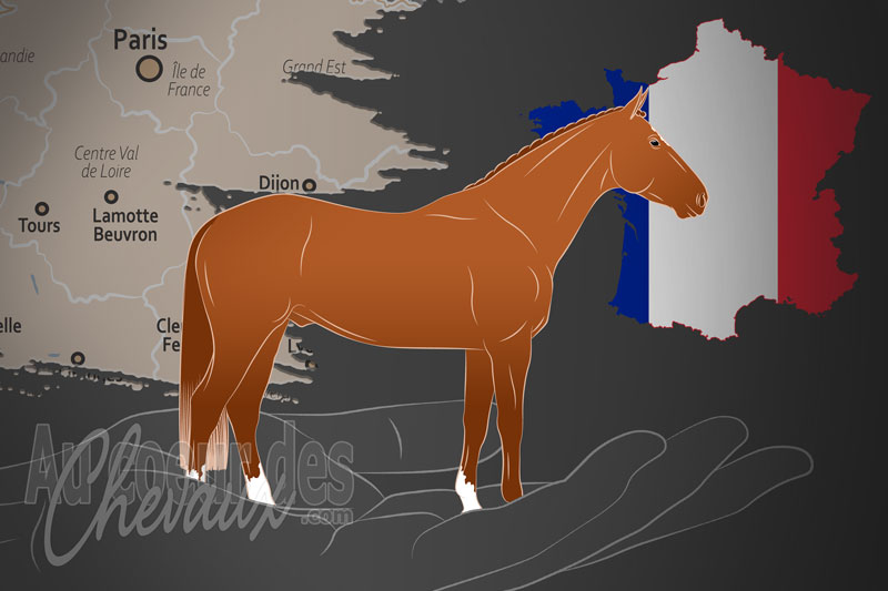 L'Association des �leveurs et Propri�taires de Chevaux AQPS, une organisation qui g�re le cheval aqps en france