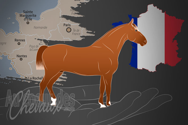 L'Association du Cheval de Sport Anglo Normand, une organisation qui g�re le cheval anglo normand en france