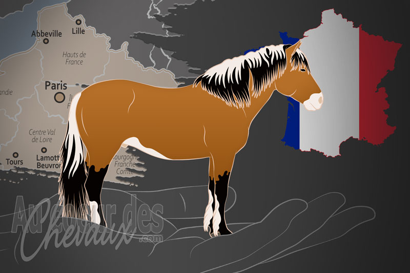 L'Association du Cheval Henson, une organisation qui g�re le cheval henson en france