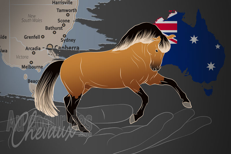 L'Association du Cheval Lusitanien d'Australie, un organisme de gestion du lusitanien en australie