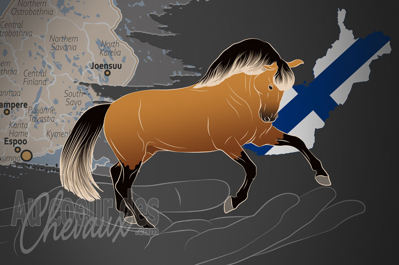 L'Association Finlandaise des Chevaux Lusitaniens un organisme de race en Finlande