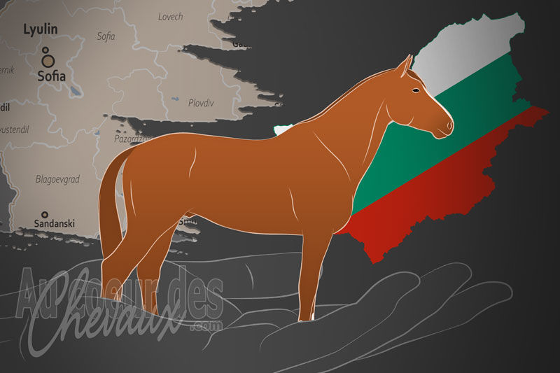 L'Association pour la Restauration et le D�veloppement du Cheval Pleven et Gidran, une organisation qui g�re le cheval gidran et pleven en bulgarie