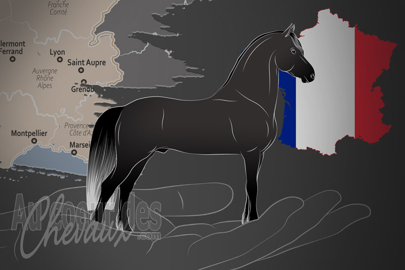 L'Association Fran�aise de l'Arabo Frison, une organisation qui g�re le cheval arabo frison en france