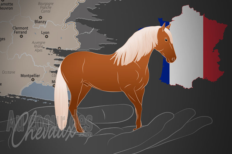 L'Association Fran�aise des �leveurs de Chevaux de Race Azt�que un organisme de race en France