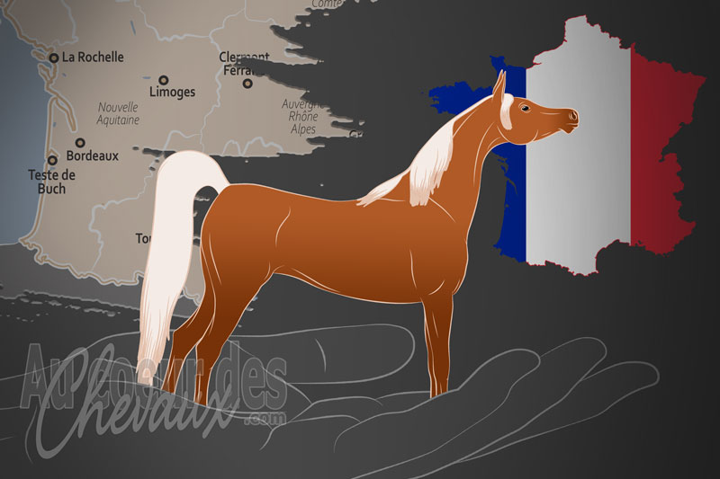 L'Association Fran�aise du Cheval Arabe de Course un organisme de race en France