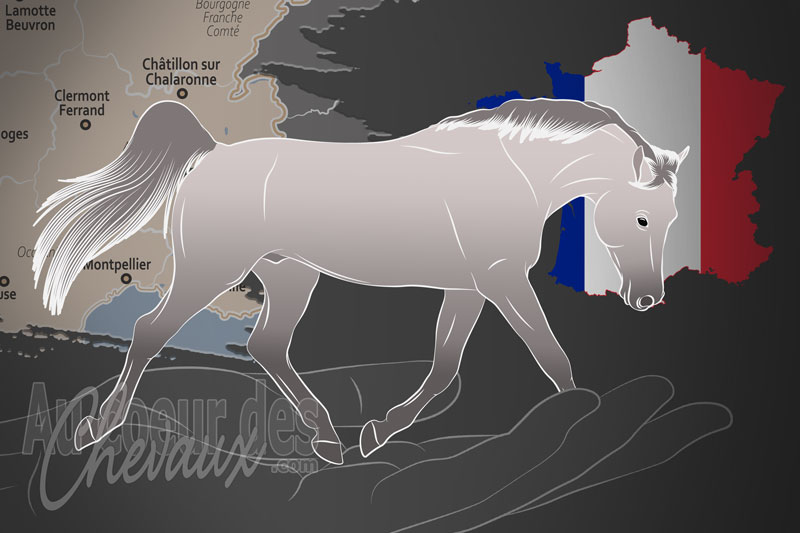 L'Association Fran�aise du Cheval Arabe Shagya un organisme de race en France