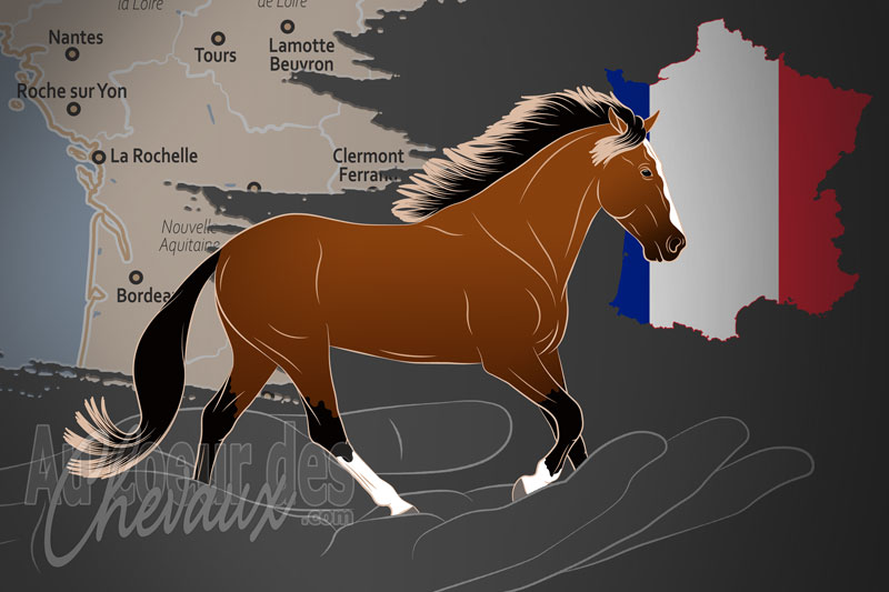 L'Association Fran�aise du Cheval Barbe, une organisation qui g�re le cheval barbe en france