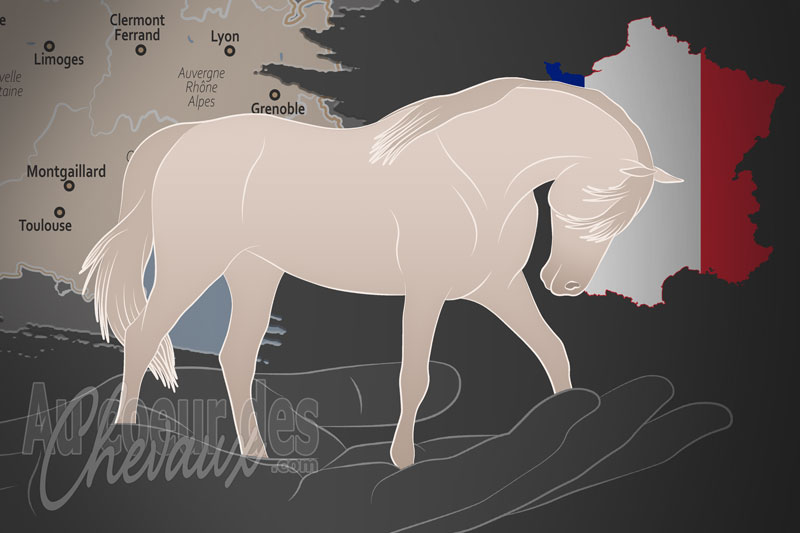 L'Association Fran�aise du Cheval Cr�me, une organisation qui g�re le cheval cr�me en france