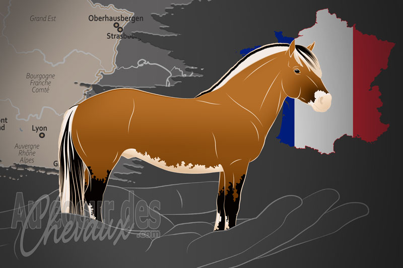 L'Association Fran�aise du Cheval Fjord, une organisation qui g�re le cheval fjord en france