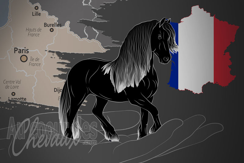 L'Association Fran�aise du Cheval Frison, un organisme de gestion du frison en france