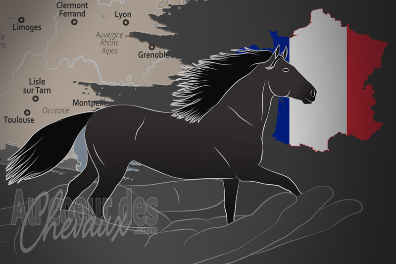 L'Association Fran�aise du Cheval Ispazon, une organisation qui g�re le cheval ispazon en france