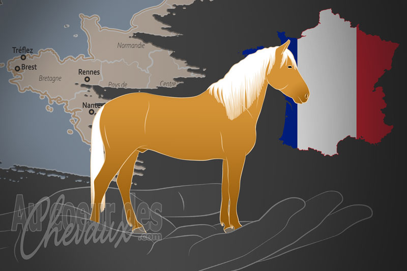 L'Association Fran�aise du Cheval Paso Fino un organisme de race en France