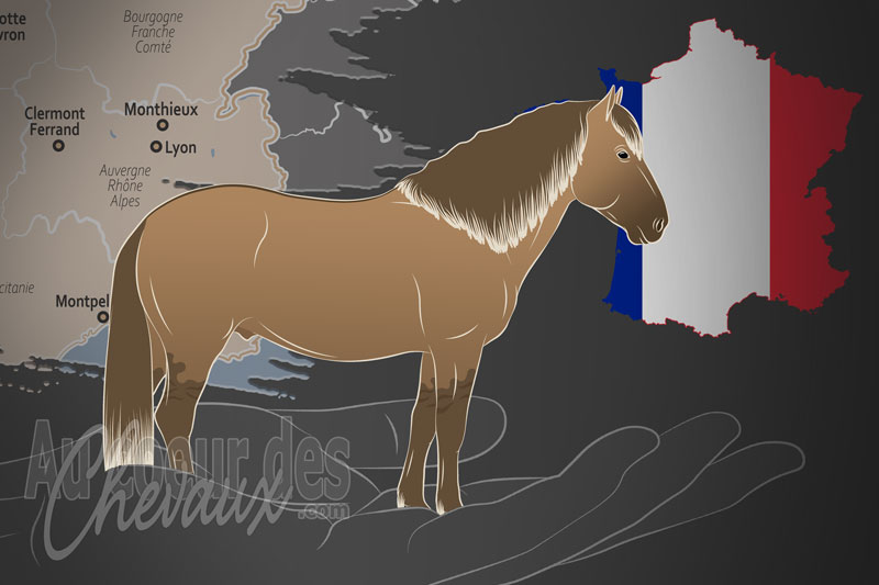 L'Association Fran�aise du Hu�ul un organisme de race en France