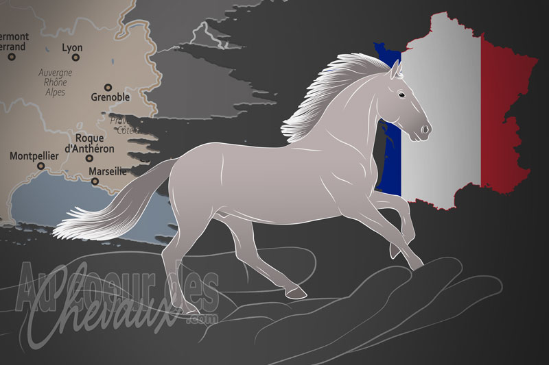 L'Association Fran�aise du Lipizzan un organisme de race en France
