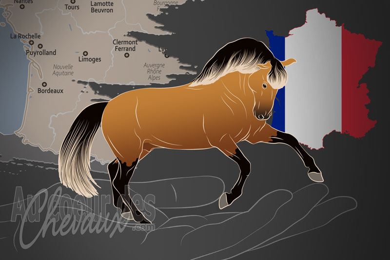 L'Association Fran�aise du Lusitanien un organisme de race en France