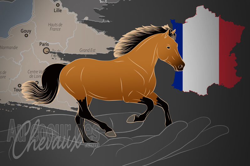 L'Association Fran�aise du Poney Connemara, une organisation qui g�re le poney connemara en france