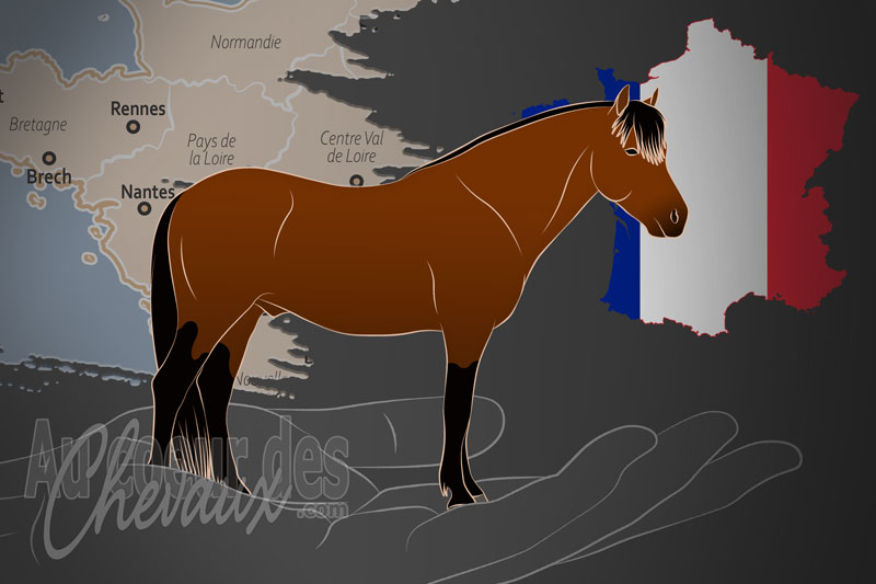 L'Association Fran�aise du Poney Dartmoor un organisme de race en France