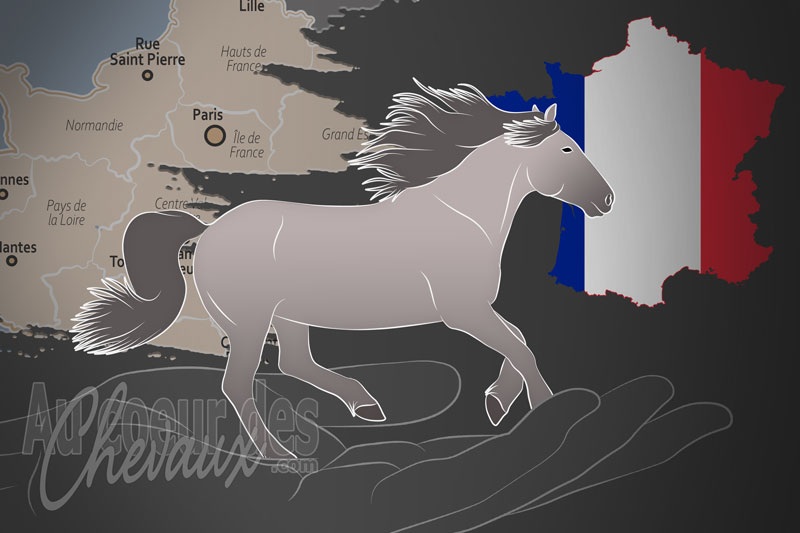 L'Association Fran�aise du Poney Highland un organisme de race en France