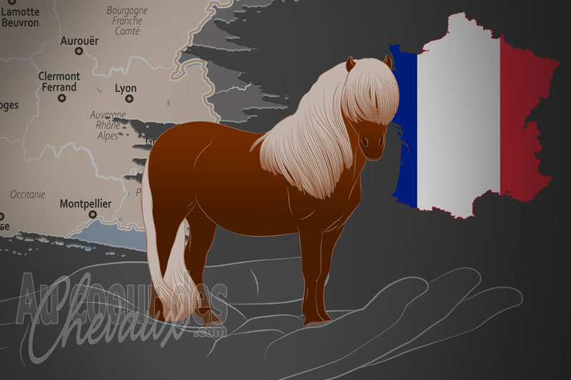 L'Association Fran�aise du Poney Shetland un organisme de race en France
