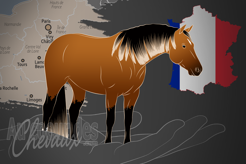 L'Association Fran�aise du Quarter Horse un organisme de race en France