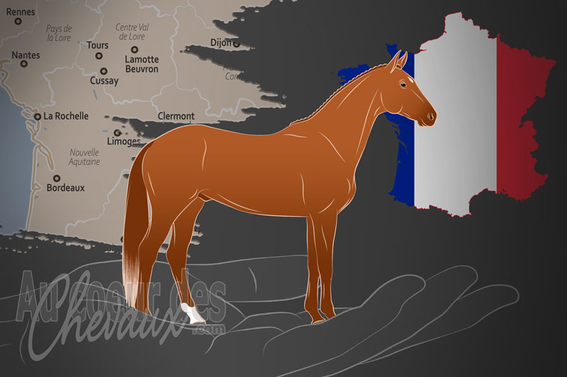 L'Association Fran�aise du Trakehner un organisme de race en France