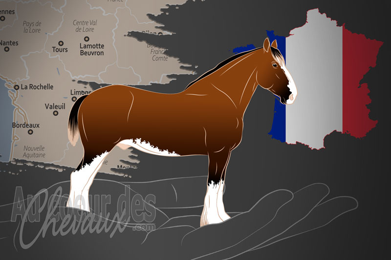 L'Association France Clydesdale, une organisation qui g�re le cheval clydesdale en france