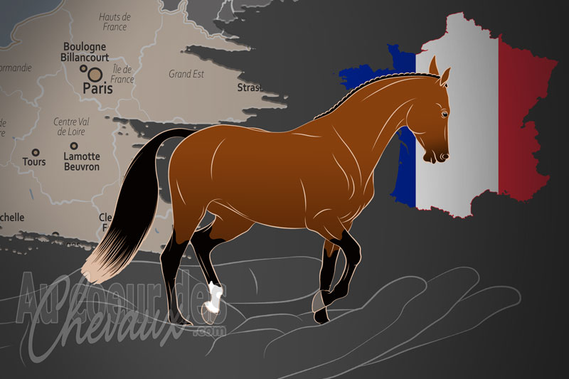 L'Association France Galop, une organisation qui g�re le cheval pur sang en france