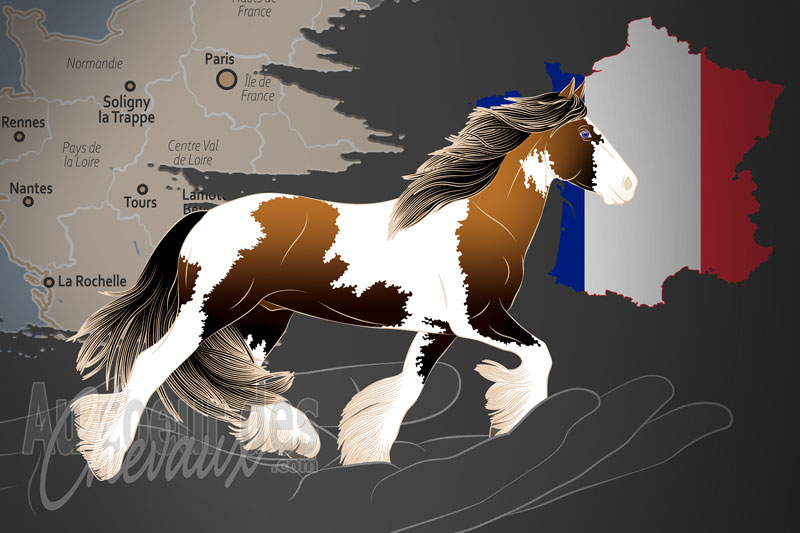 L'Association France Irish Cob, une organisation qui g�re le cheval irish cob en france
