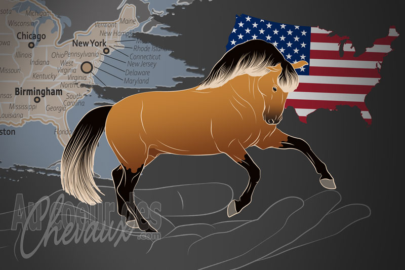 L'Association Internationale des Chevaux Andalous et Lusitaniens un organisme de race aux �tats Unis