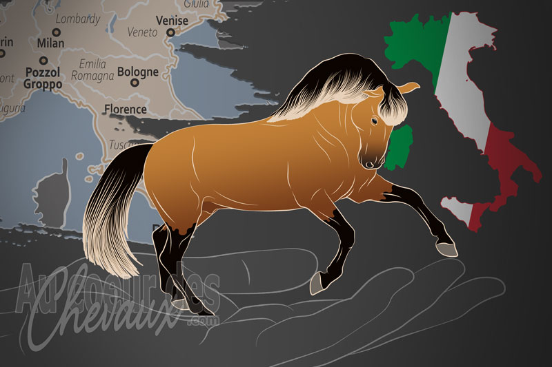 L'Association Italienne du Cheval Lusitanien un organisme de race en Italie