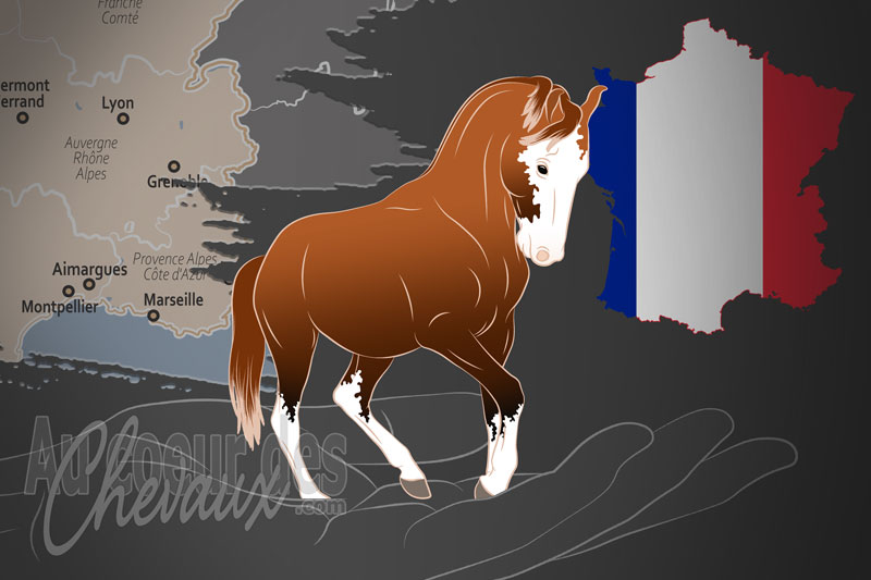 L'Association du Cheval Marwari de France, une organisation qui g�re le cheval marwari en france