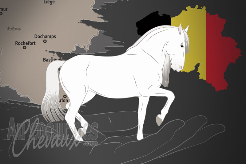 L'Association Nationale des �leveurs de Chevaux Pure Race Espagnole en Belgique, un organisme de gestion du pure race espagnole en belgique