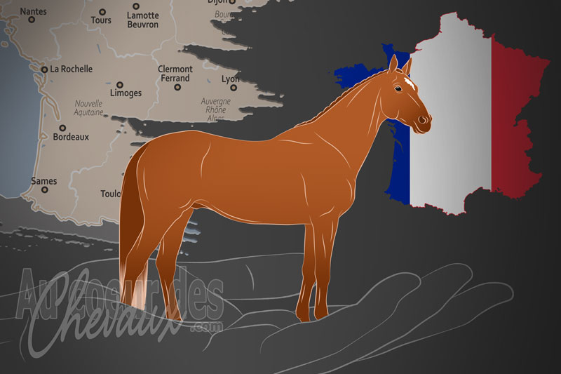 L'Association Nationale Anglo Arabe, une organisation qui g�re le cheval anglo arabe en france