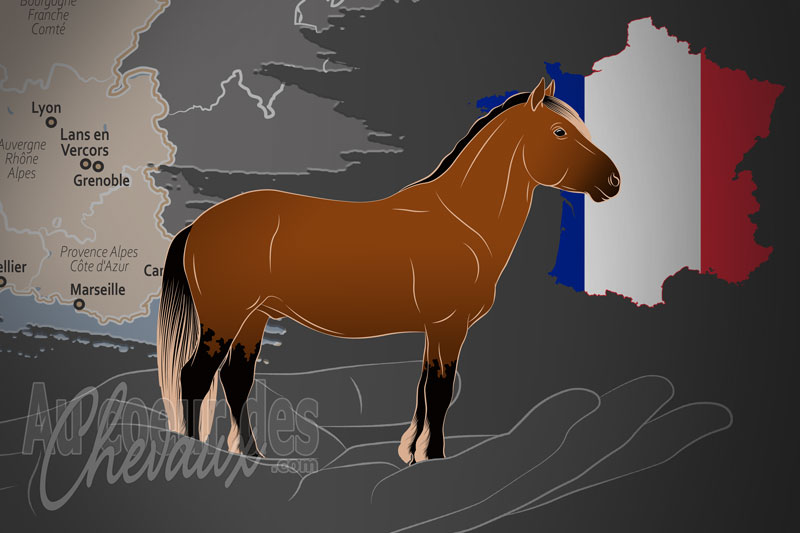 L'Association Nationale Cheval du Vercors de Barraquand un organisme de race en France