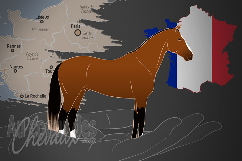 L'Association Nationale des Eleveurs de Chevaux Zangersheide un organisme de race en France