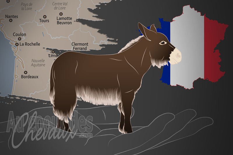 L'Association Nationale des Races Mulassi�res du Poitou, une organisation qui g�re l'�ne du poitou en france