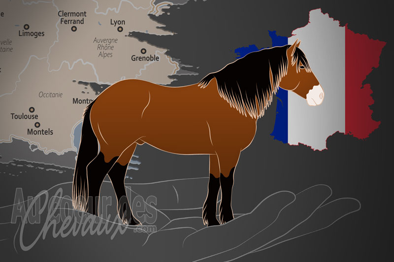 L'Association Nationale du Cheval Castillonnais d'Ari�ge Pyr�n�es un organisme de race en France